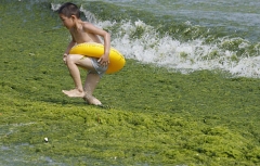 algues vertes,marées vertes,décret,sage